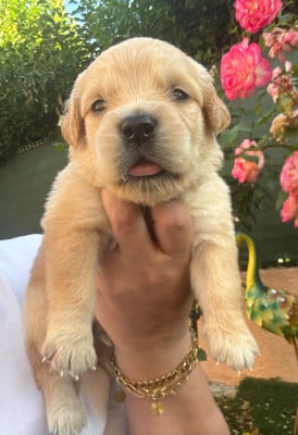 Les chiots de Golden Retriever
