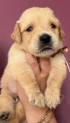 Les chiots de Golden Retriever