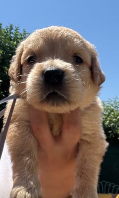 Les chiots de Golden Retriever