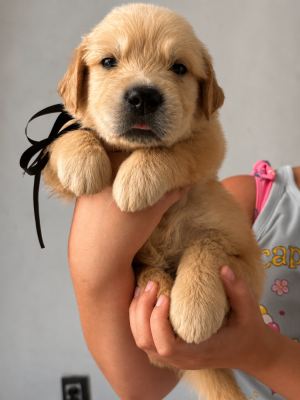 Les chiots de Golden Retriever