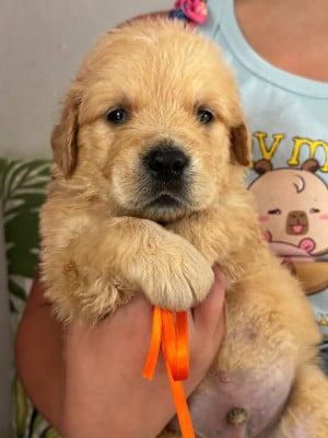 Les chiots de Golden Retriever