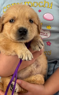 Les chiots de Golden Retriever