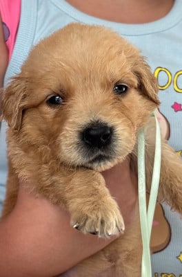 Les chiots de Golden Retriever