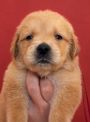 Les chiots de Golden Retriever