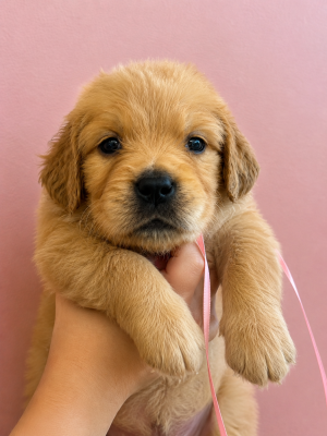 Les chiots de Golden Retriever