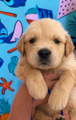 Les chiots de Golden Retriever