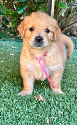 Les chiots de Golden Retriever