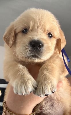 Les chiots de Golden Retriever