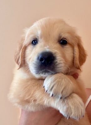 Les chiots de Golden Retriever