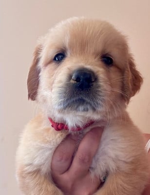 Les chiots de Golden Retriever