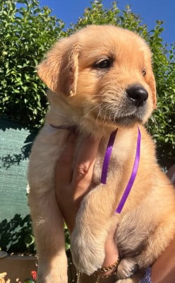 Les chiots de Golden Retriever