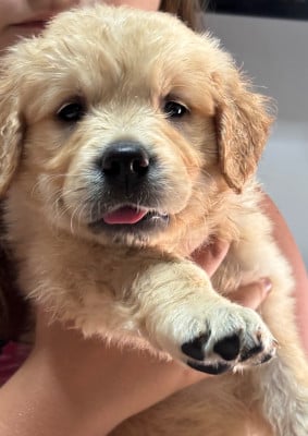 Les chiots de Golden Retriever