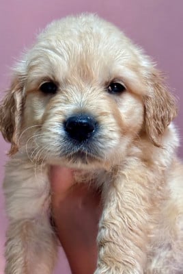 Les chiots de Golden Retriever