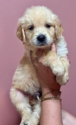 Les chiots de Golden Retriever