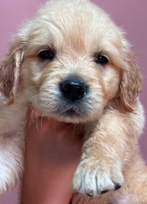 Les chiots de Golden Retriever