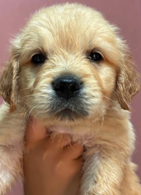 Les chiots de Golden Retriever