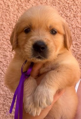Les chiots de Golden Retriever