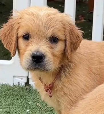 Les chiots de Golden Retriever