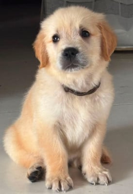 Les chiots de Golden Retriever