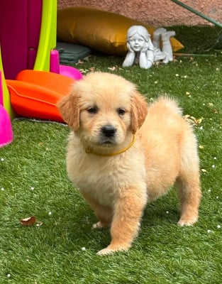 Les chiots de Golden Retriever