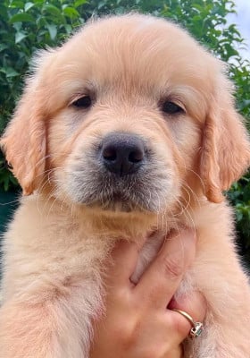 Les chiots de Golden Retriever