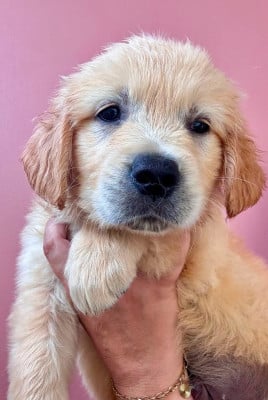 Les chiots de Golden Retriever