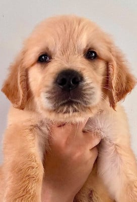 Les chiots de Golden Retriever