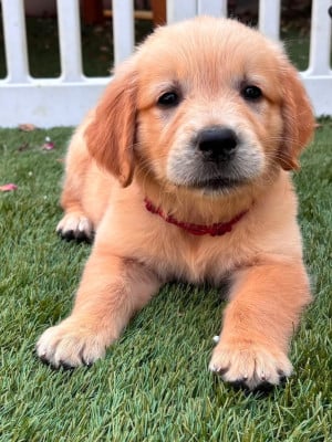 Les chiots de Golden Retriever