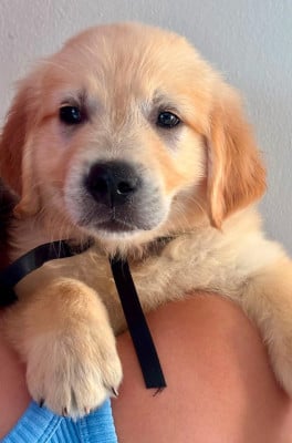 Les chiots de Golden Retriever