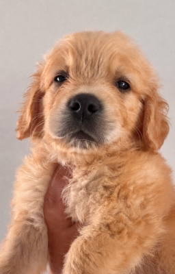 Chiot N°6 collier vert - Golden Retriever