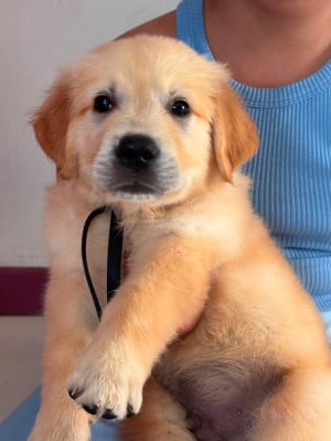 Les chiots de Golden Retriever