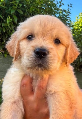 Les chiots de Golden Retriever
