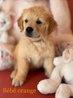 Les chiots de Golden Retriever