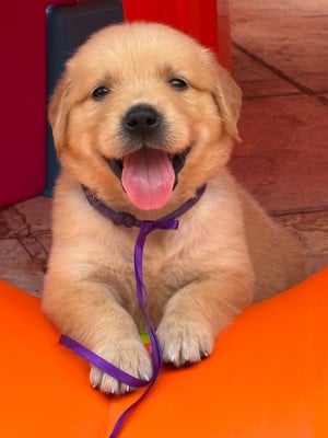 Les chiots de Golden Retriever