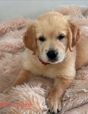 Les chiots de Golden Retriever