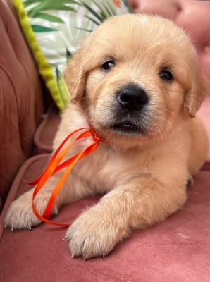 Les chiots de Golden Retriever