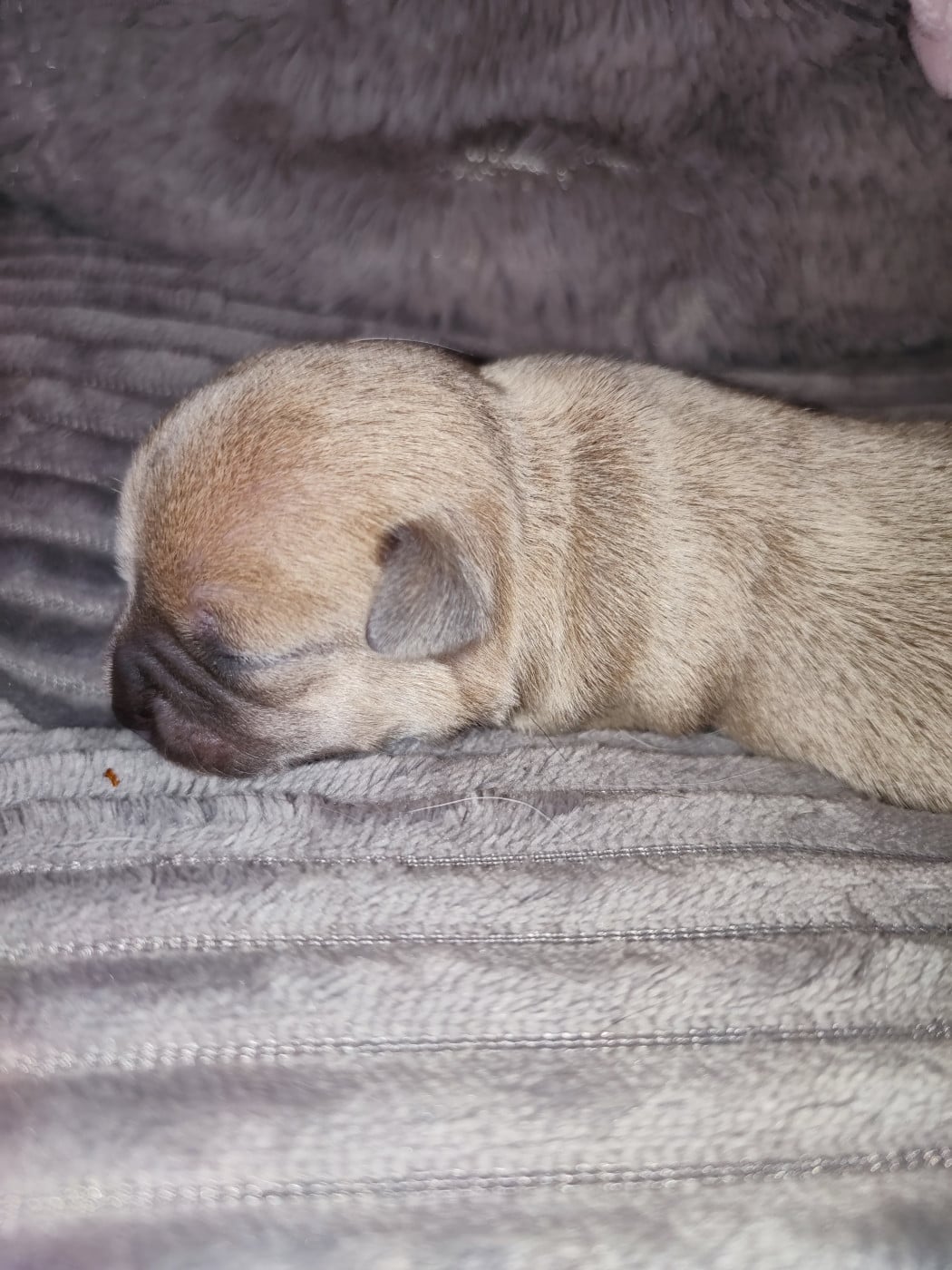 chiot 1 - Chihuahua