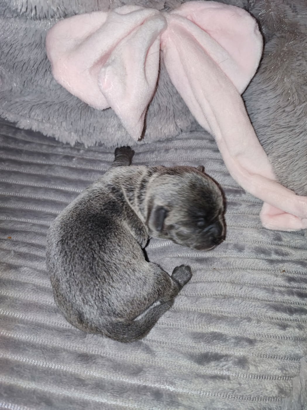 chiot 2 - Chihuahua