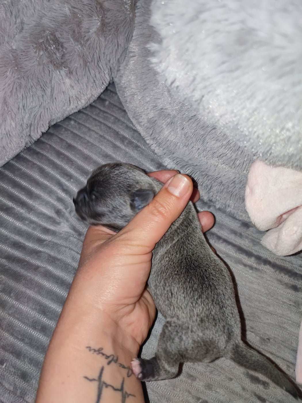 chiot 3 - Chihuahua