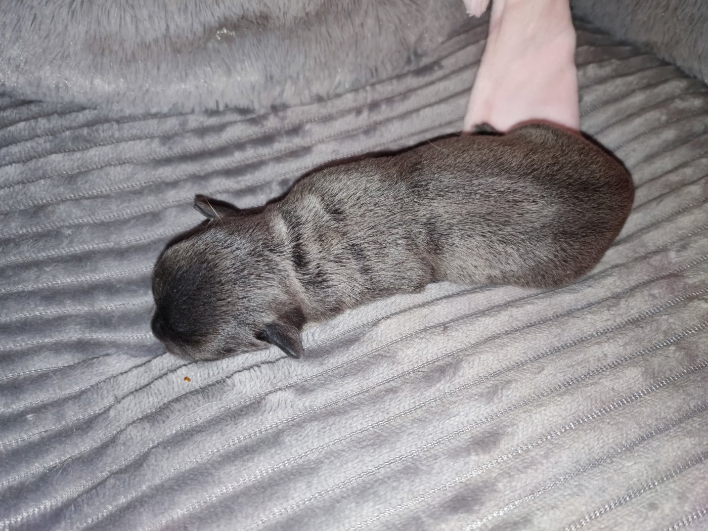 chiot 4 - Chihuahua