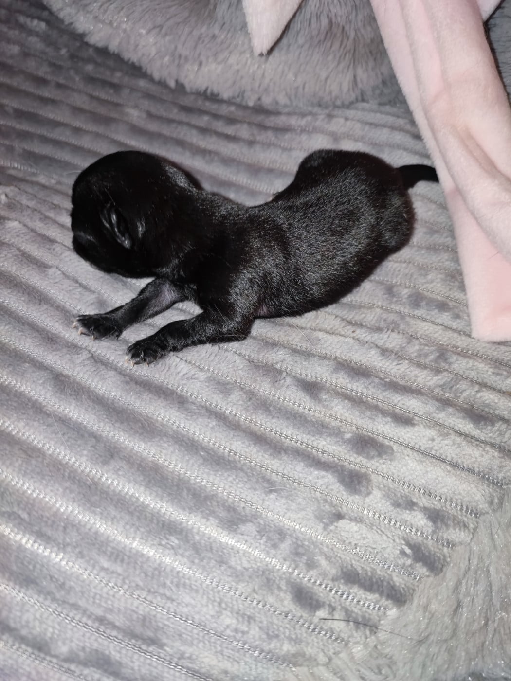 chiot 1 - Chihuahua