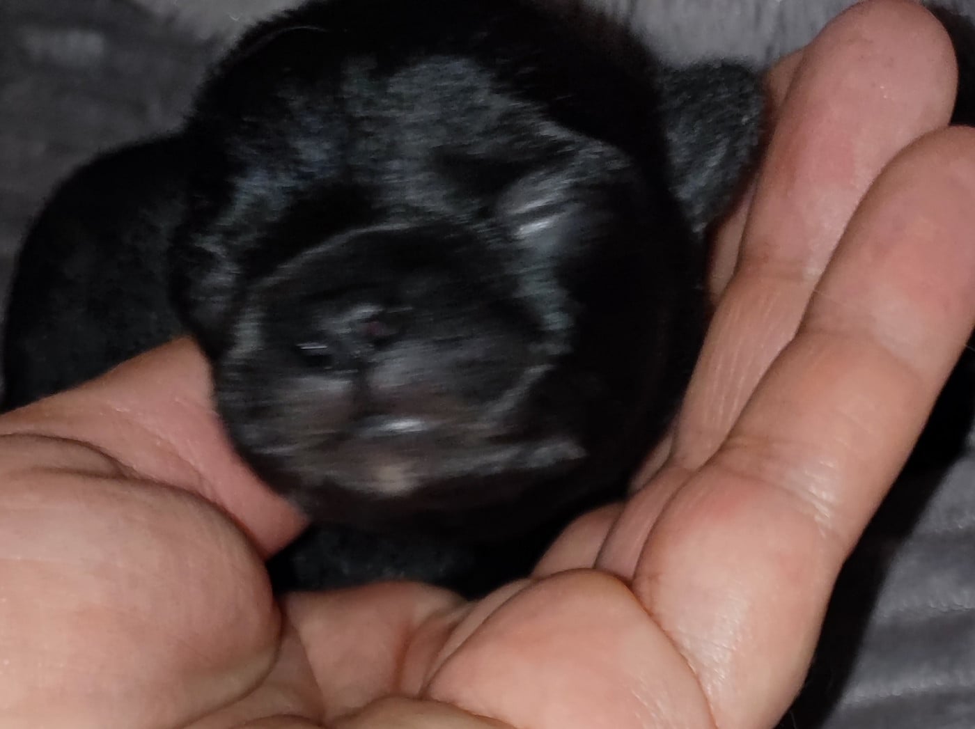 chiot 3 - Chihuahua