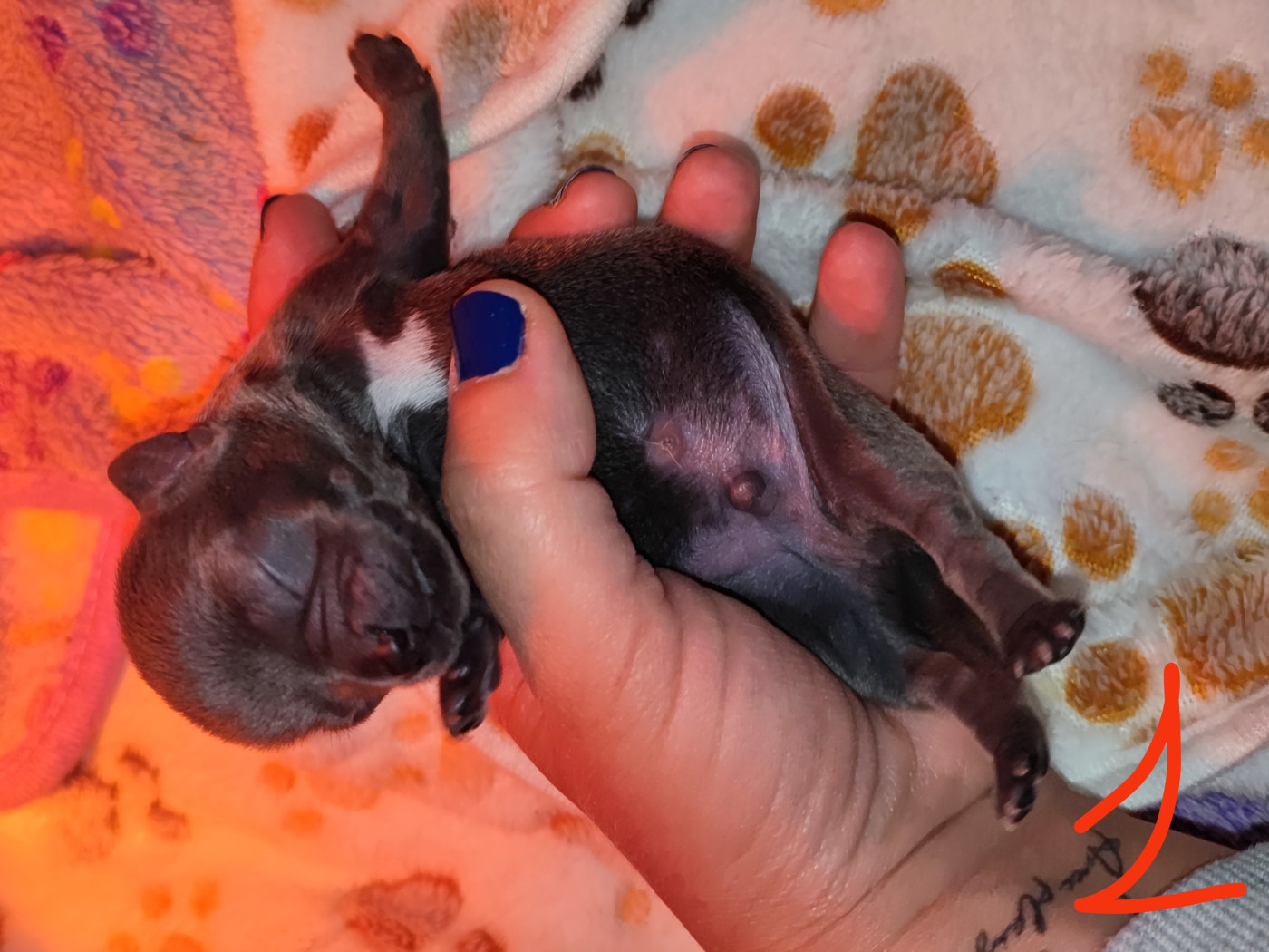 chiot 1 - Chihuahua