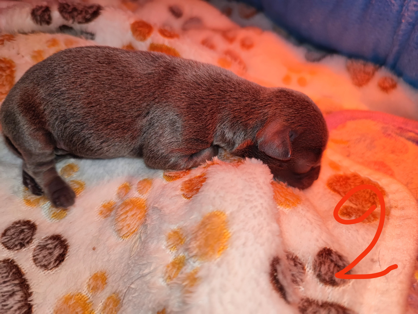 chiot 2 - Chihuahua