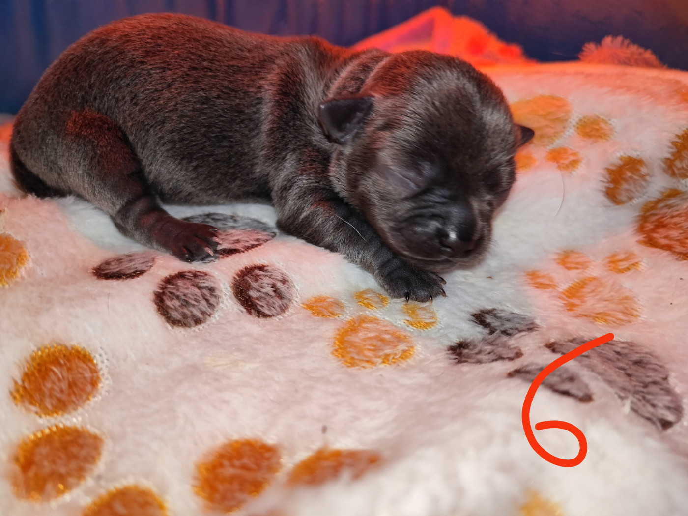 chiot 6 - Chihuahua