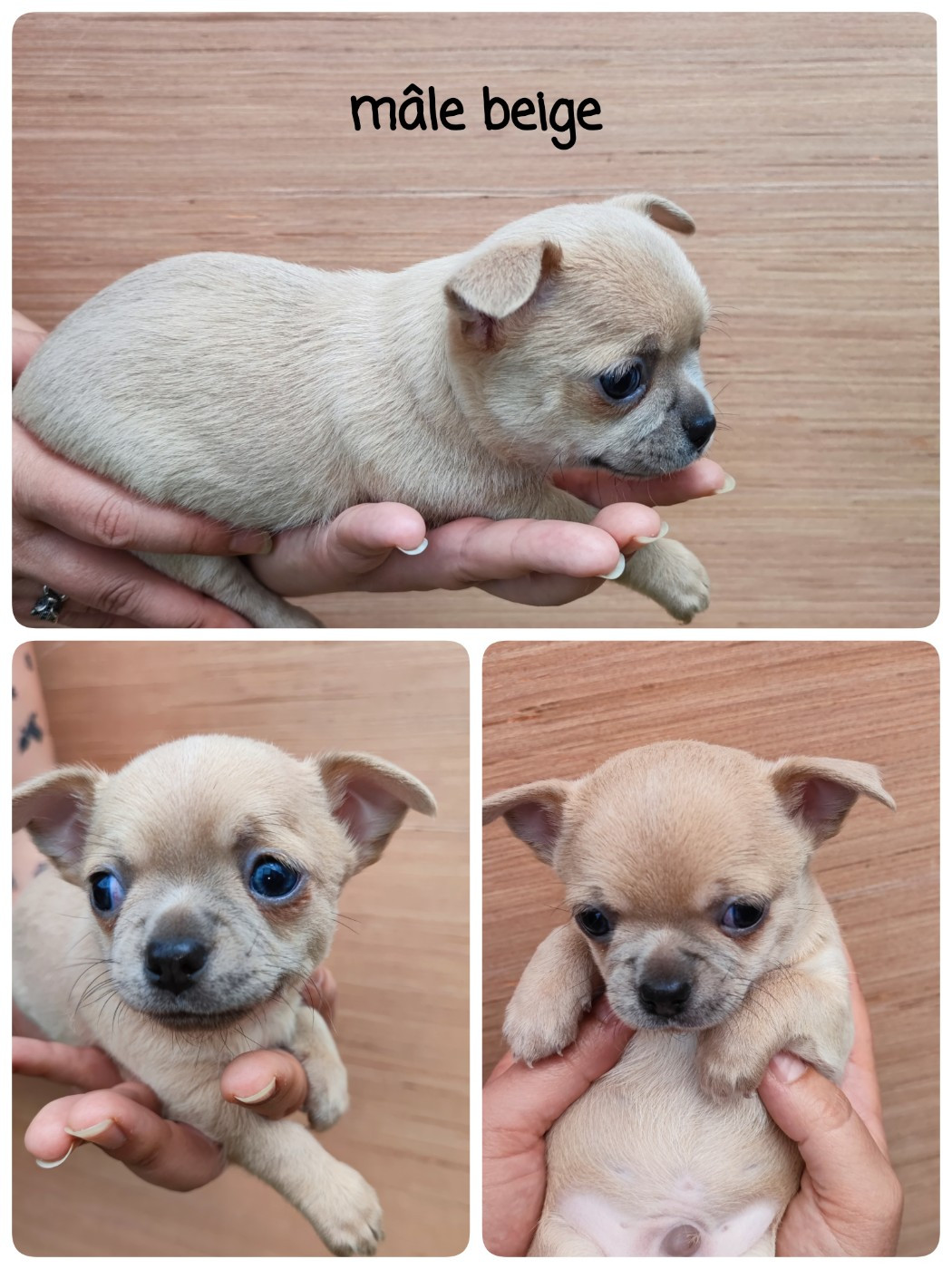 chiot 1 - Chihuahua