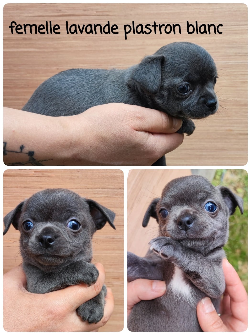 chiot 2 - Chihuahua