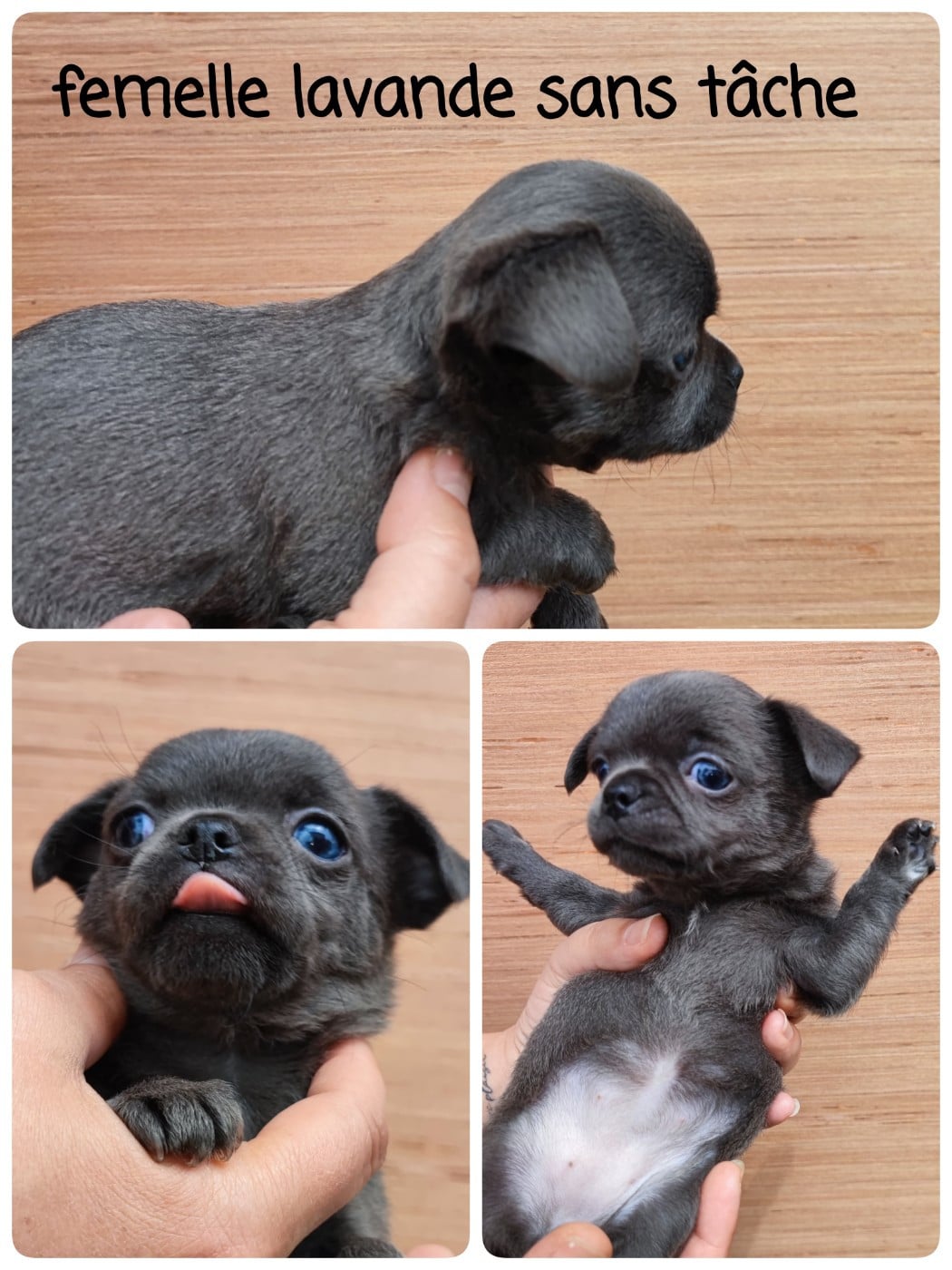 chiot 3 - Chihuahua