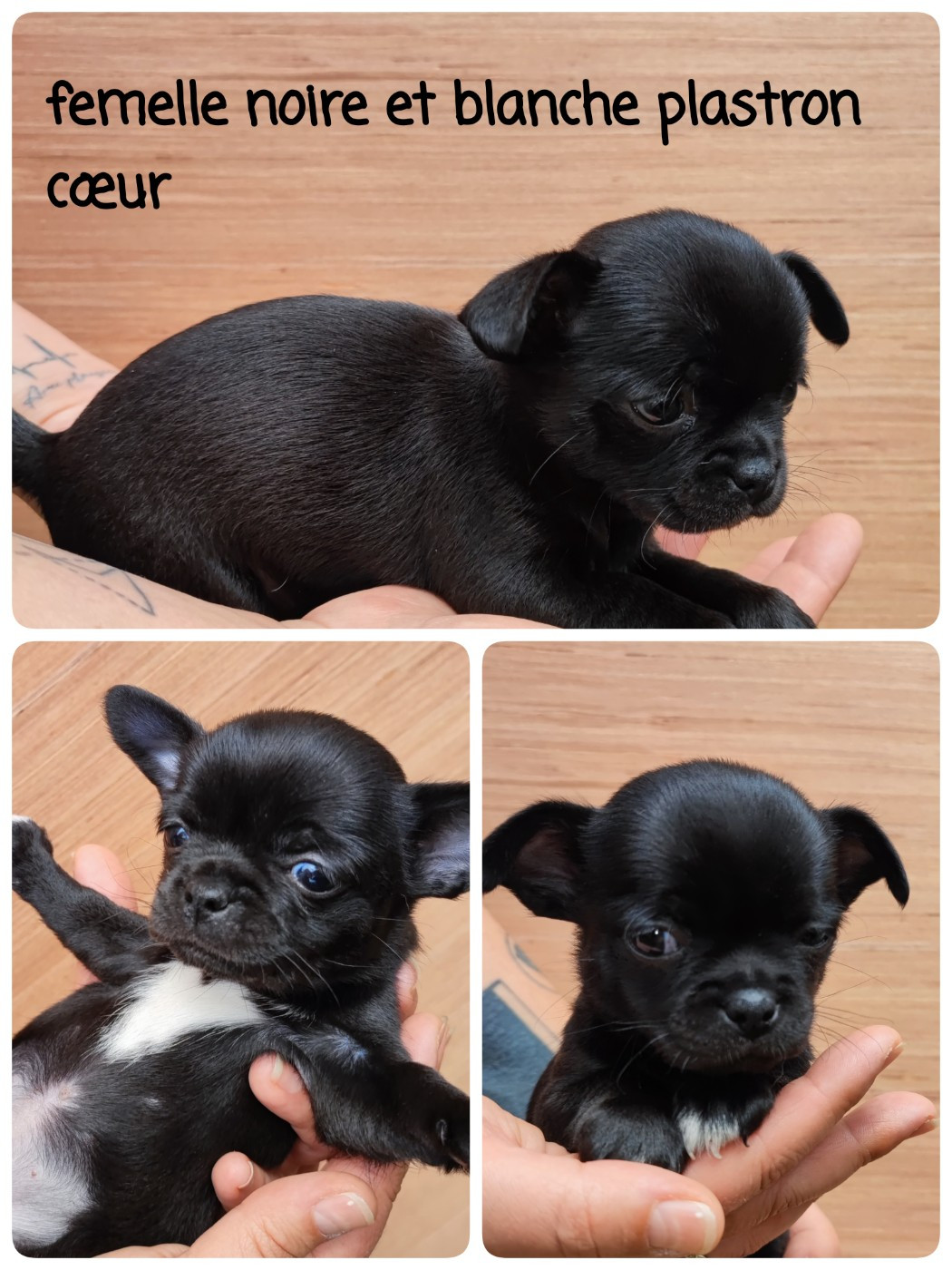 chiot 2 - Chihuahua
