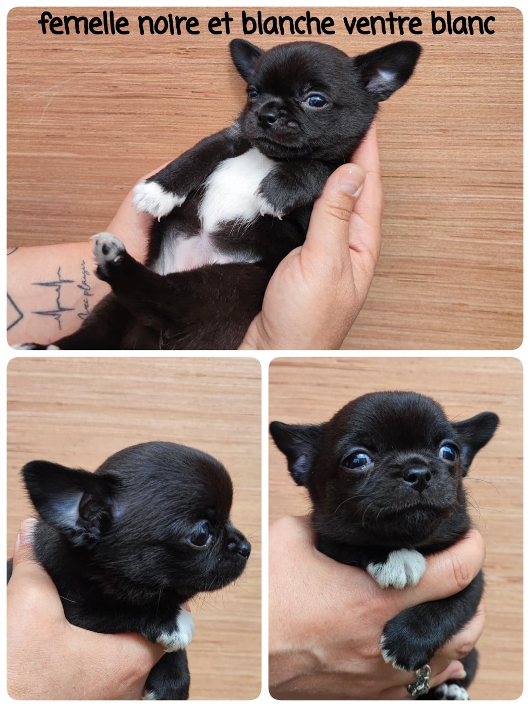 chiot 3 - Chihuahua